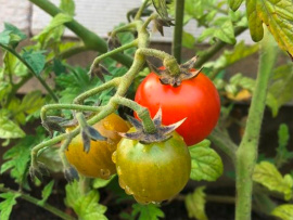 Tomaten-, Erdbeerpflanzen oder Kräuter können ebenfalls eingesetzt werden. © Biolit Green Systems GmbH