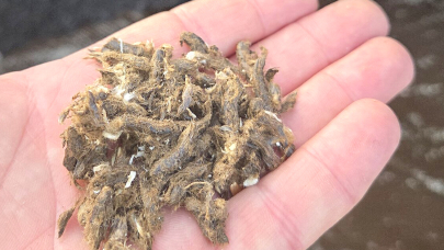 Die Acrylfaserpellets sollen die Dauerhaftigkeit offenporiger Asphaltdeckschichten verbessern und den Verschleiß reduzieren. Foto: Andreas Appelt/OTH Regensburg 